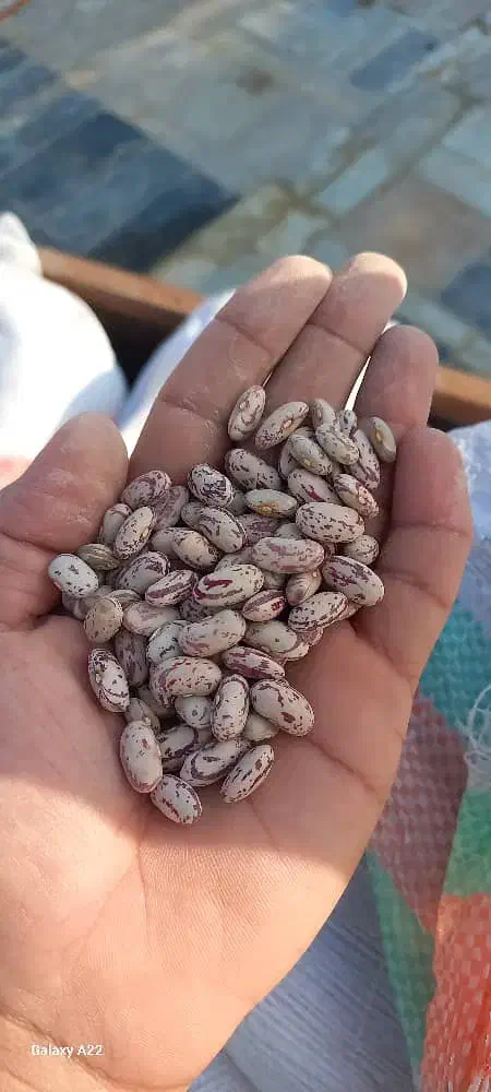 گران نخرید/ لوبیا عدس لپه نخود جو گردو عرق شیره رب|خوردنی و آشامیدنی|بیرجند, |دیوار