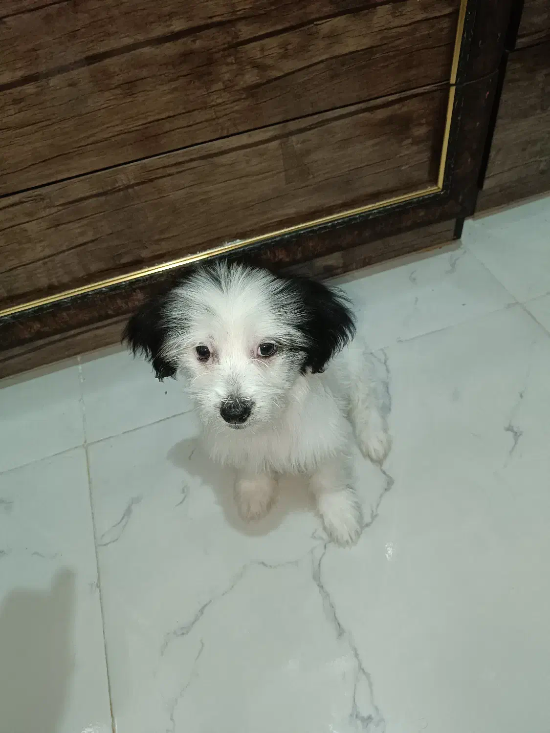 سگ شیتزو کراس|سگ|شیراز, کرونی(خاتونک)|دیوار