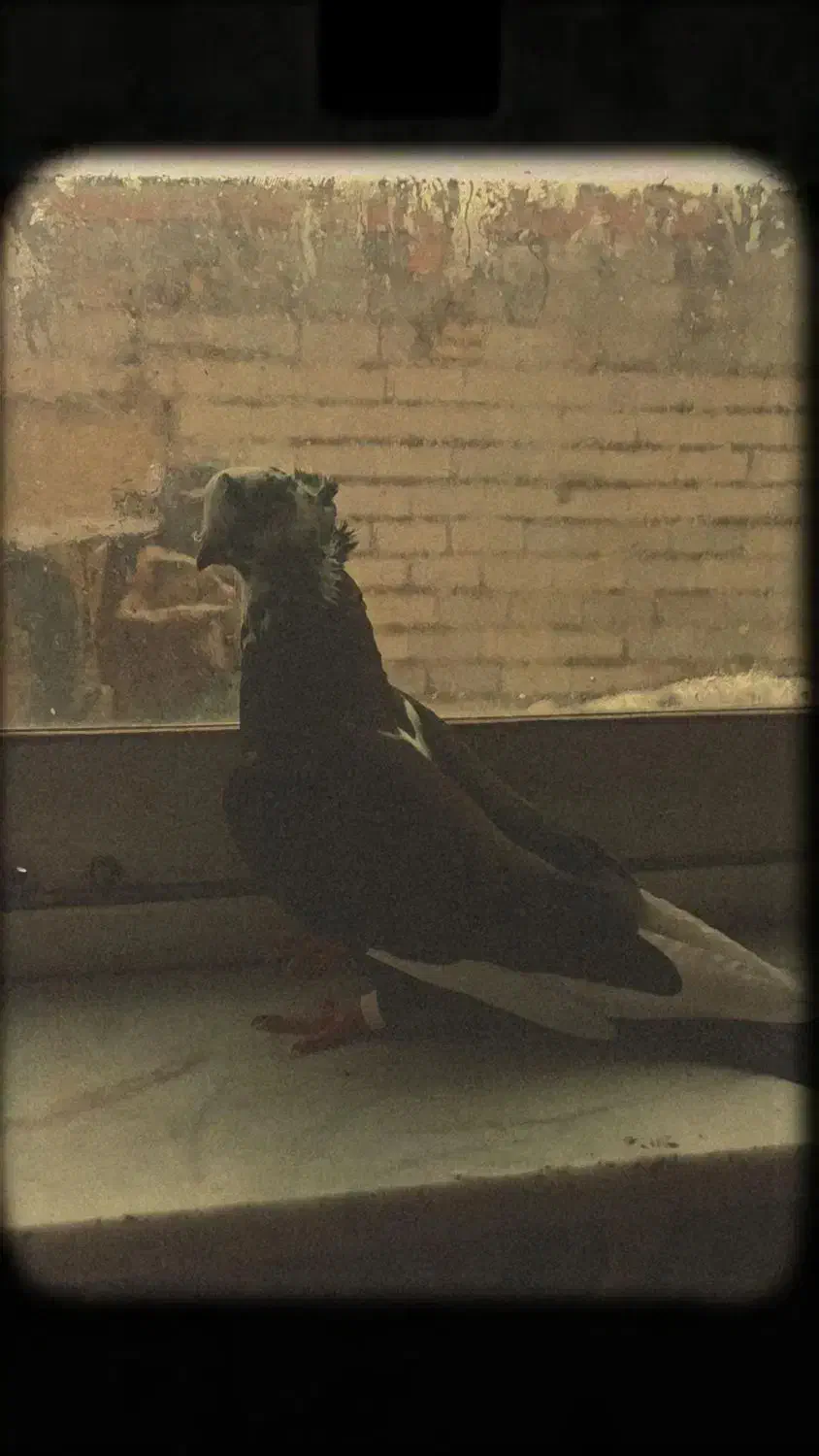 کبوتر پرشی|پرنده|سنگدوین, |دیوار