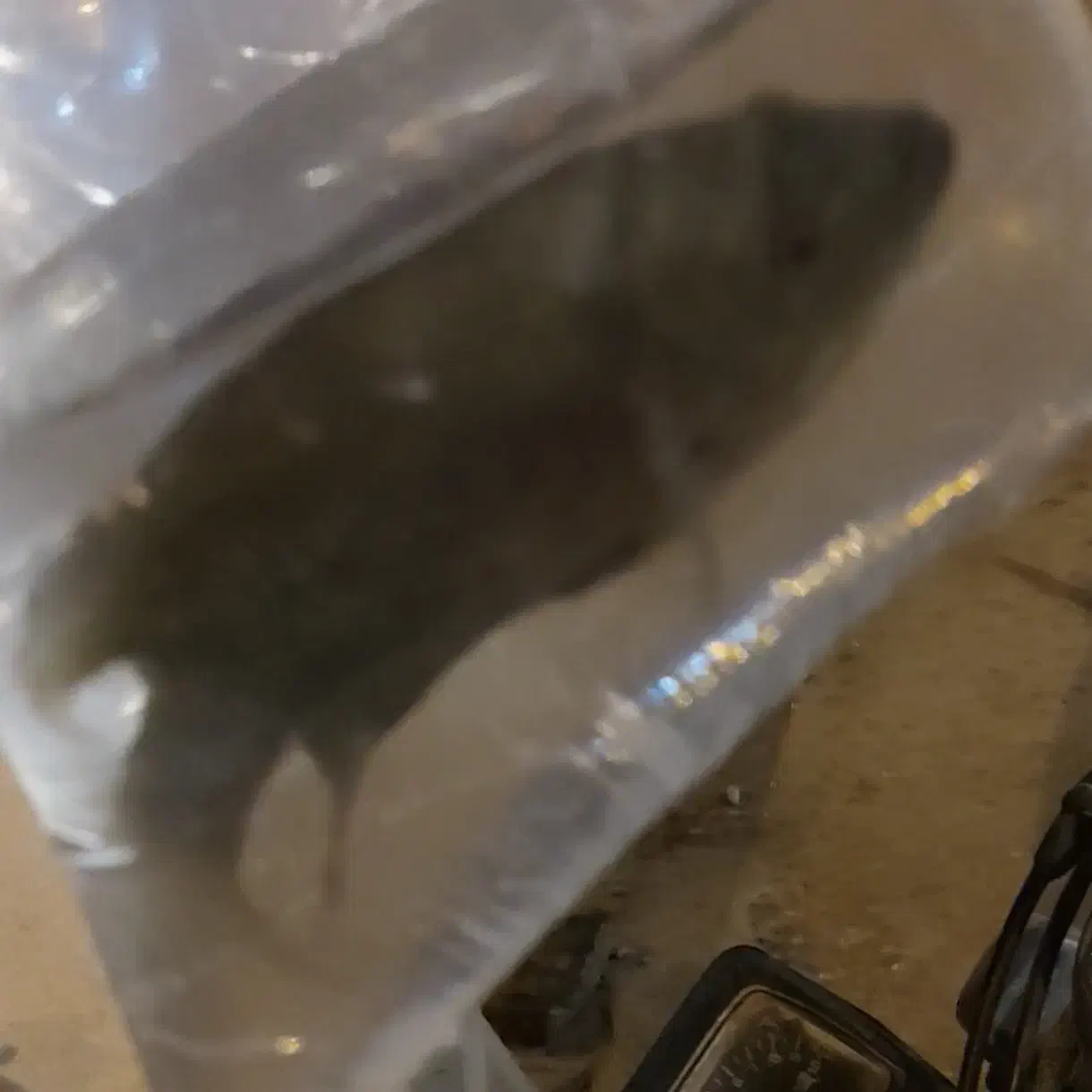 ماهی فلاور بزرگ و مولی مولد|ماهی|گراش, |دیوار