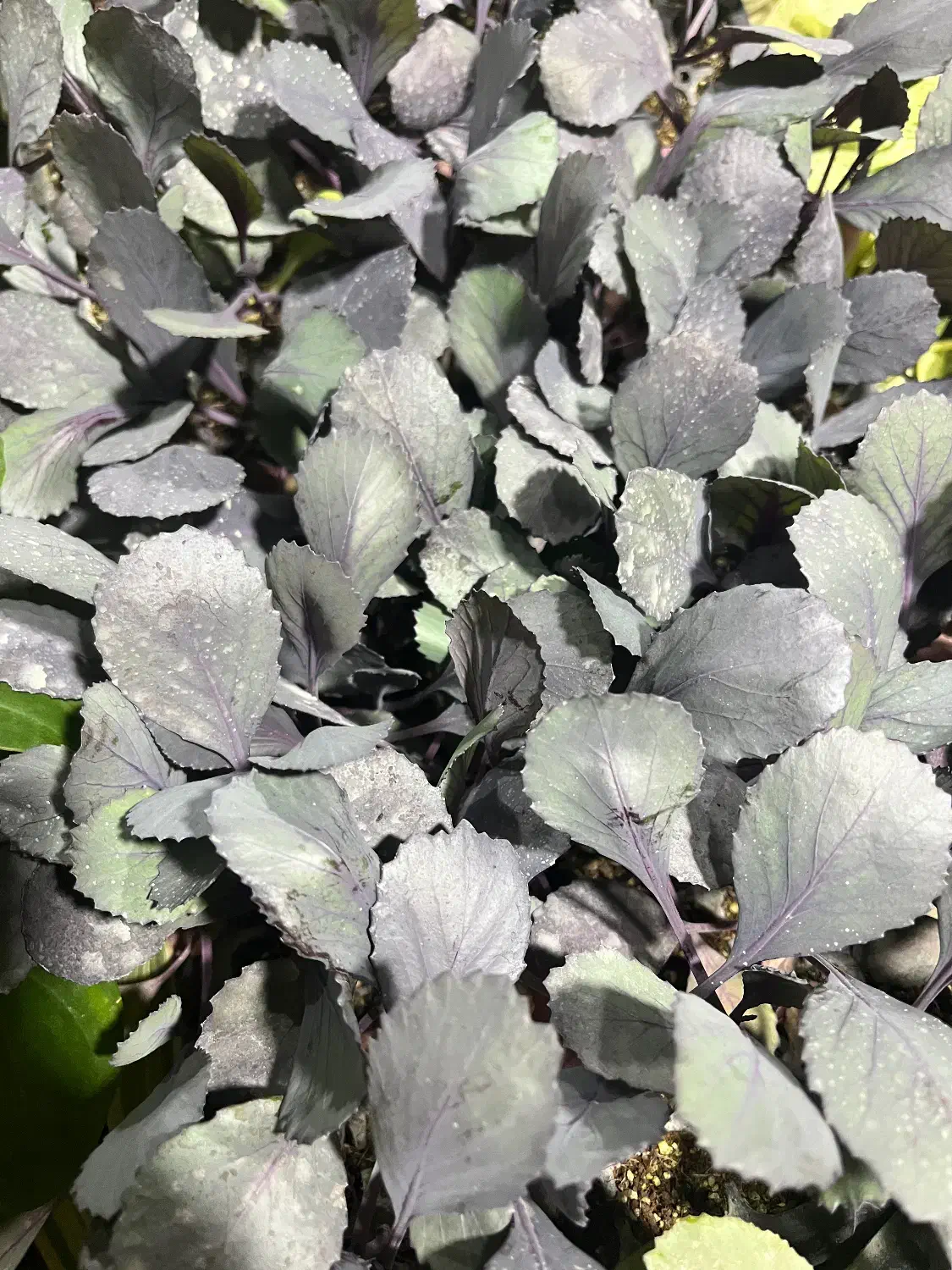 نشا انواع صیفی جات|خدمات باغبانی و درختکاری|رامشیر, |دیوار