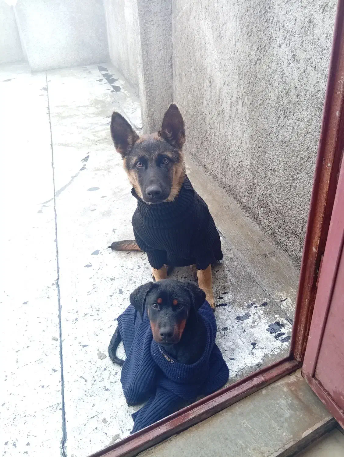 دوبرمن ماده ژرمن شپرد ورک لاین نر|سگ|تبریز, |دیوار