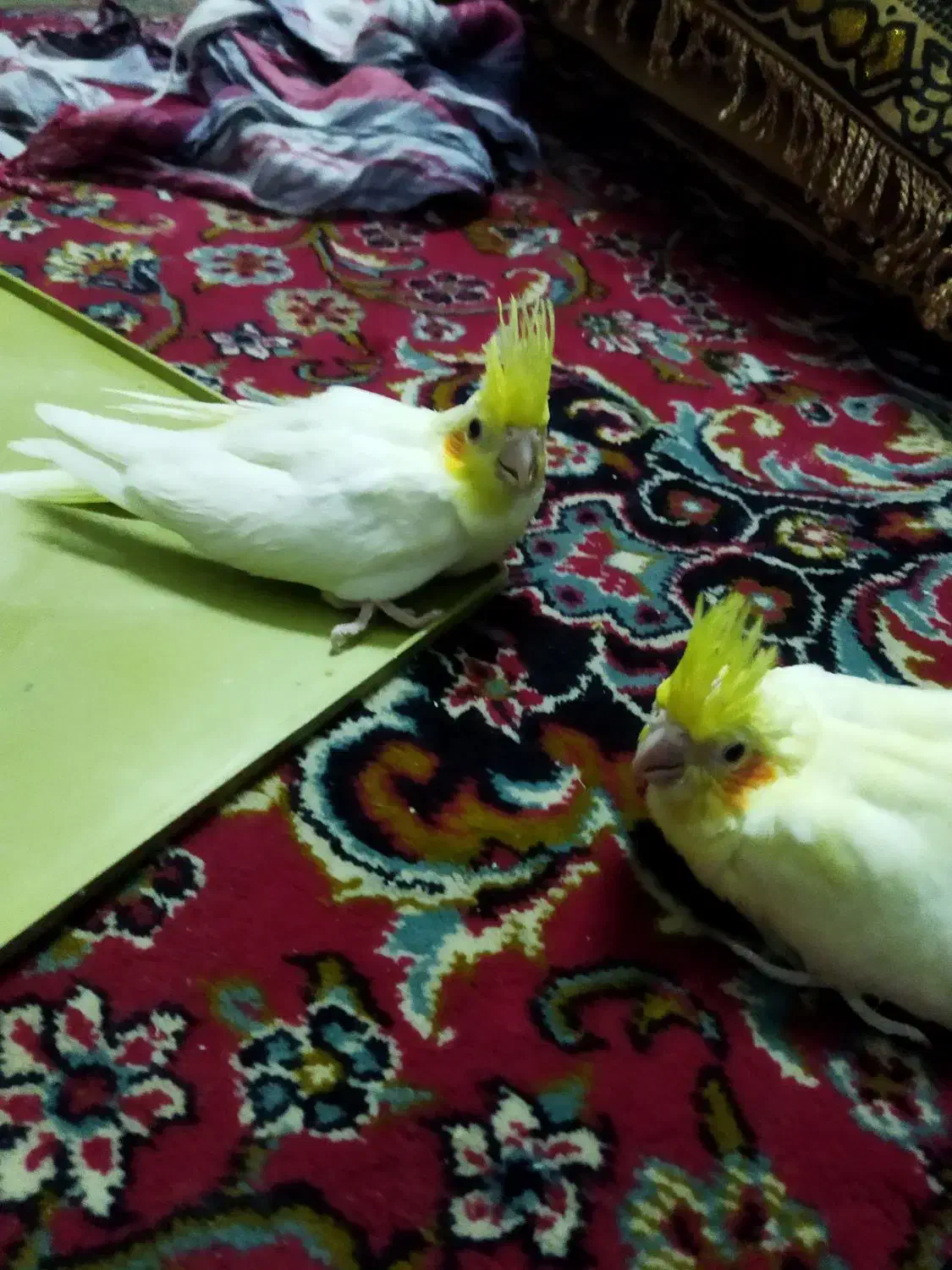 سلام جوجه عروس نژاد 6تخمه برای دستی کردن|پرنده|قم, شهرک امام حسین|دیوار