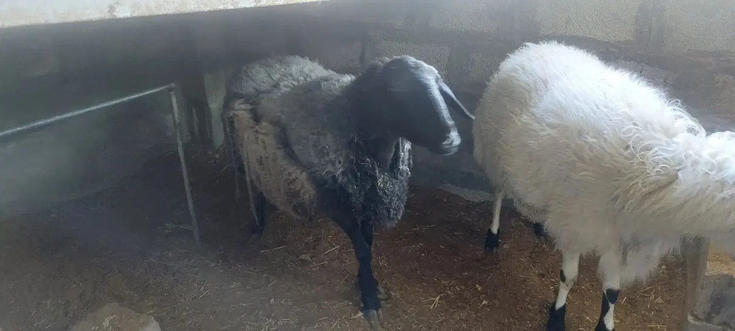 فروش میش چند قلو زا افشاری آبستن|حیوانات مزرعه|آسارا, |دیوار