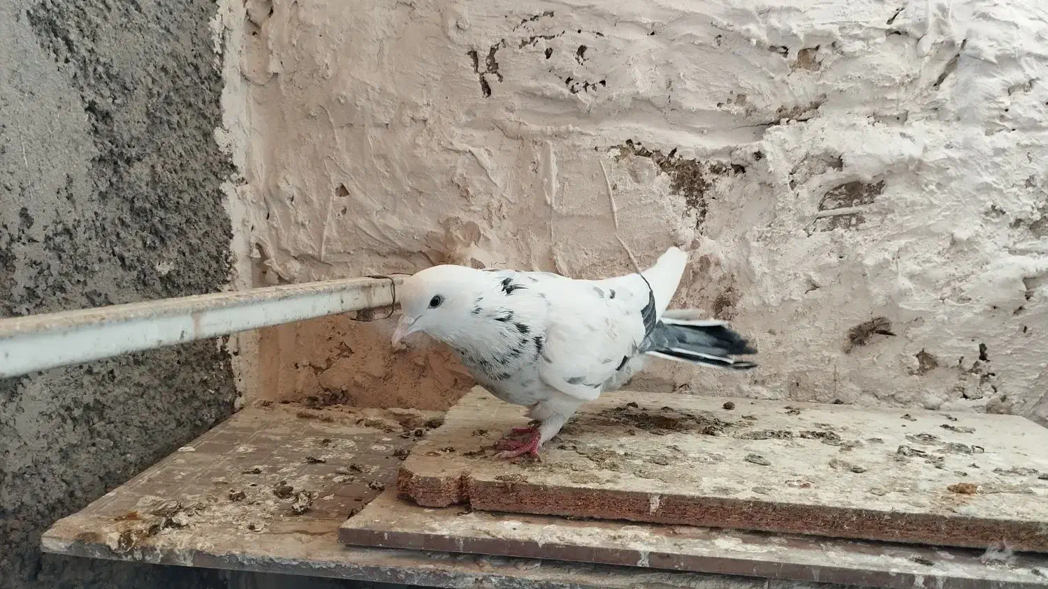 10 تا کفتر خوب|پرنده|قرچک, زیبا شهر|دیوار