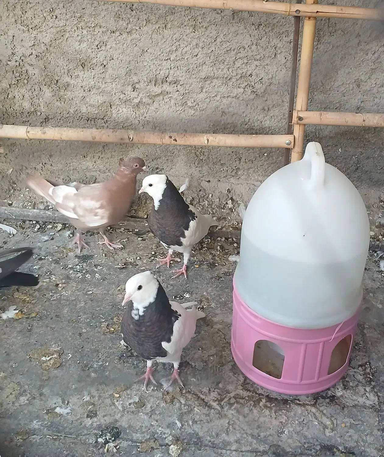 فروش یک جفت جوجه کبوتر طوقی|پرنده|پیر بکران, |دیوار