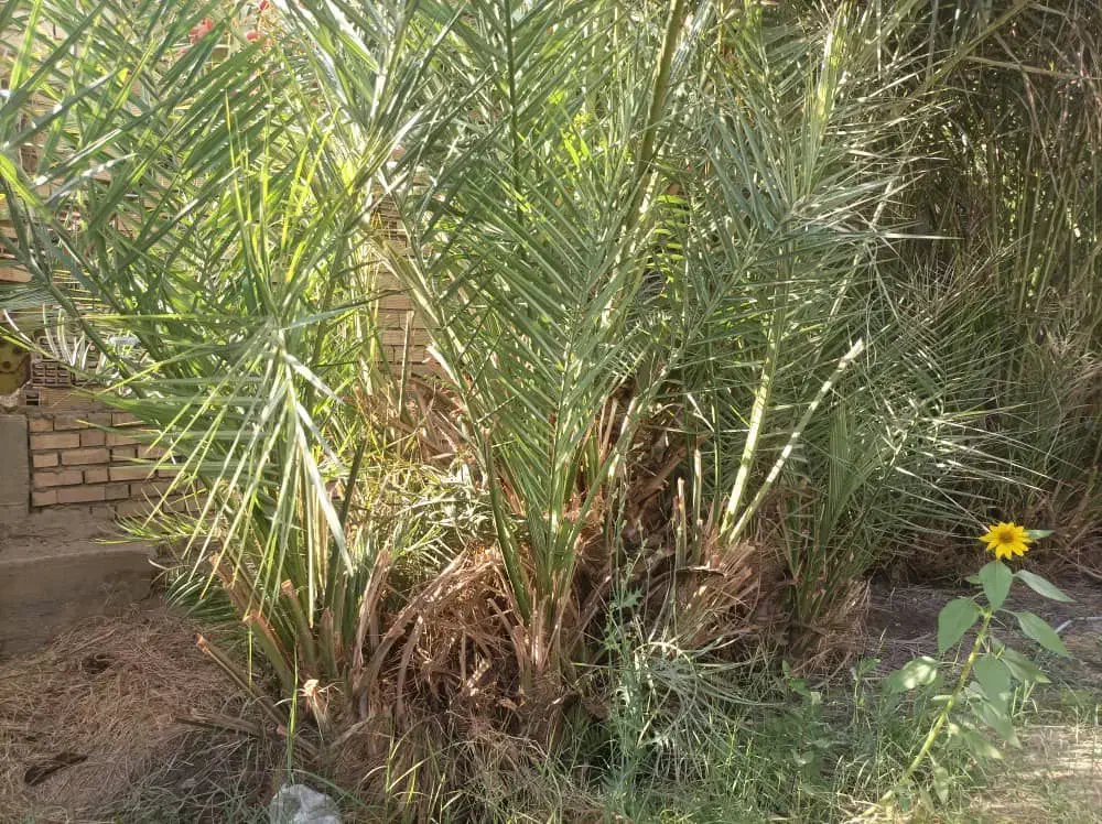 پا جوش درخت خرما|گل و گیاه طبیعی|بم, |دیوار