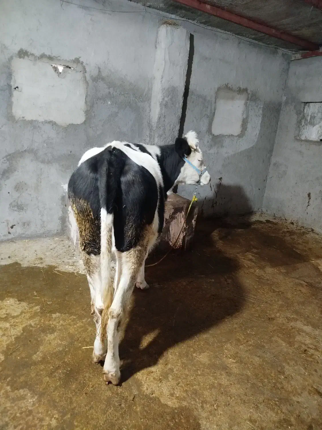 گوساله سیمنتال صنعتی دوماه ابست هیکل درشت مفت|حیوانات مزرعه|بجنورد, |دیوار