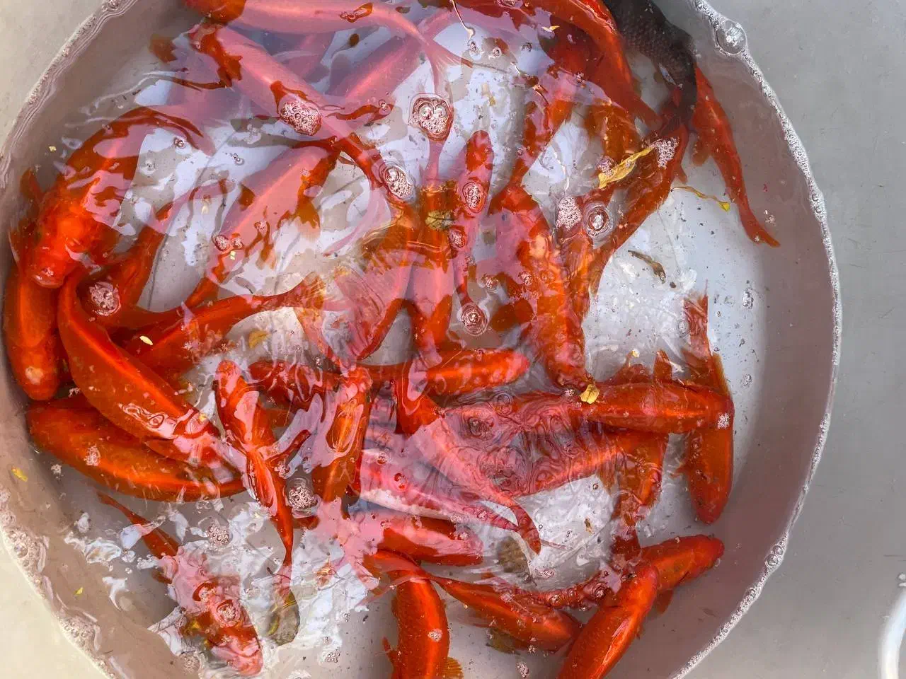 ماهی عید|ماهی|اسفراین, |دیوار