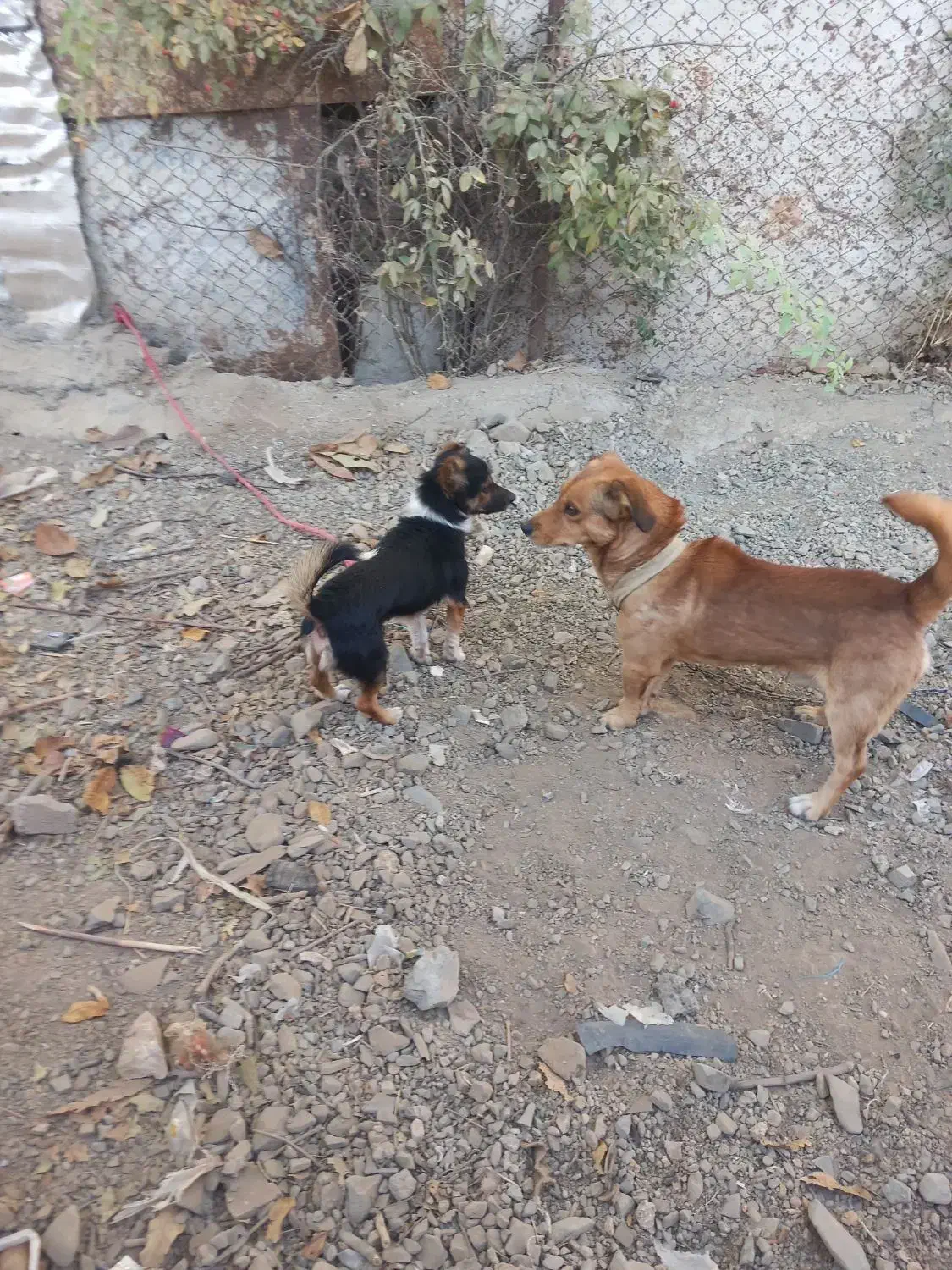 سگ پاکوتا هر دو نر|سگ|موچش, |دیوار