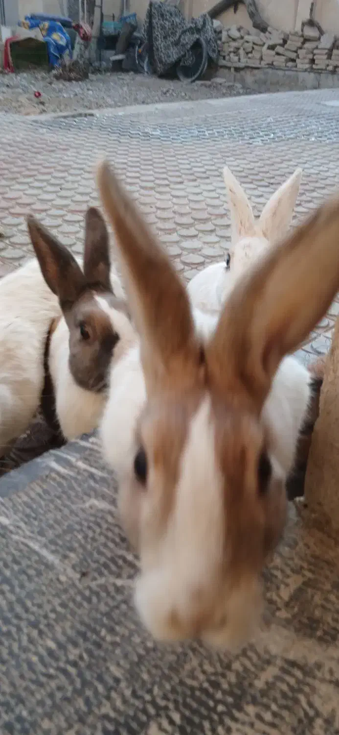 ۴تاخرگوش معاوضه|موش و خرگوش|کرمانشاه, |دیوار