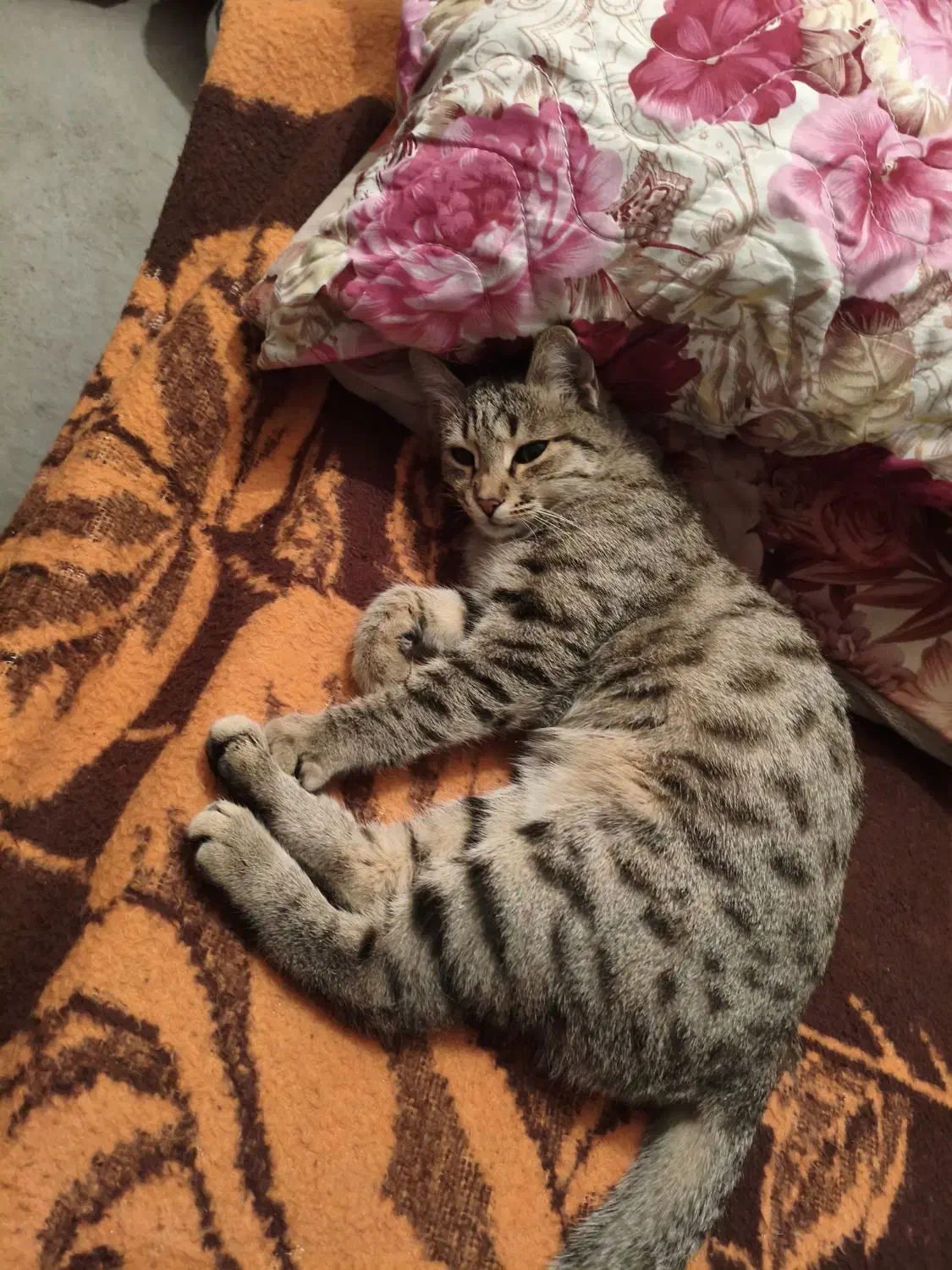 گربه گم شده|گربه|شهرکرد, |دیوار