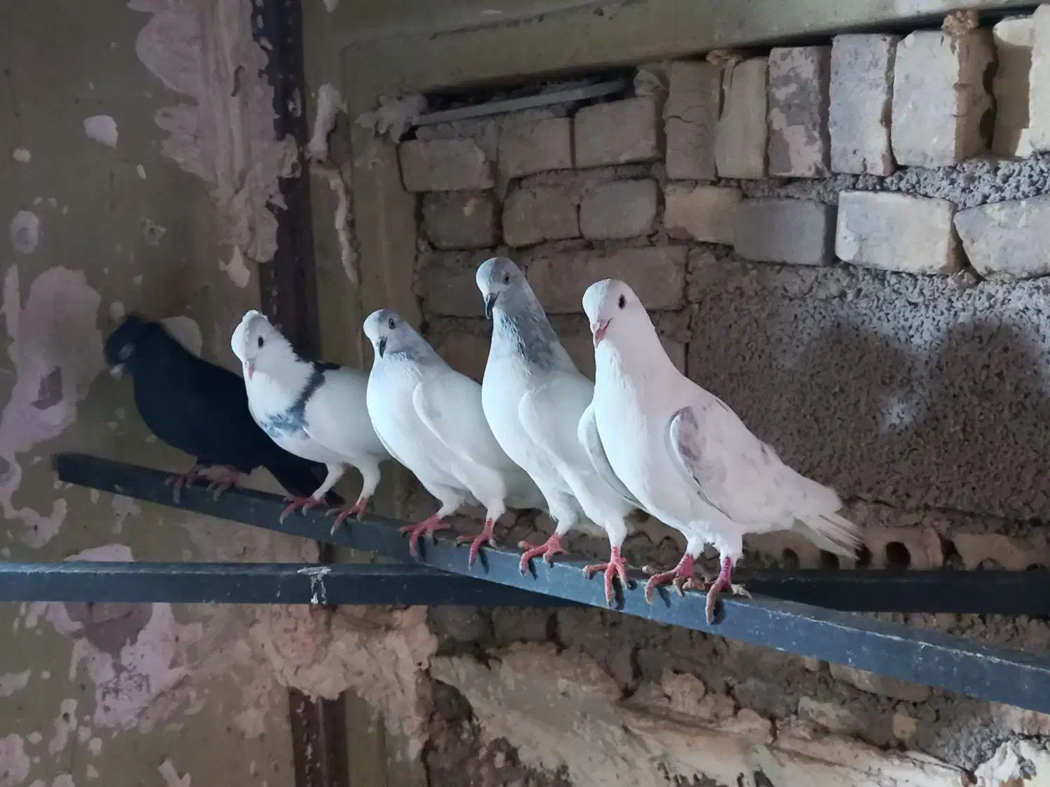 کبوتر بالاگیر|پرنده|کارون, |دیوار