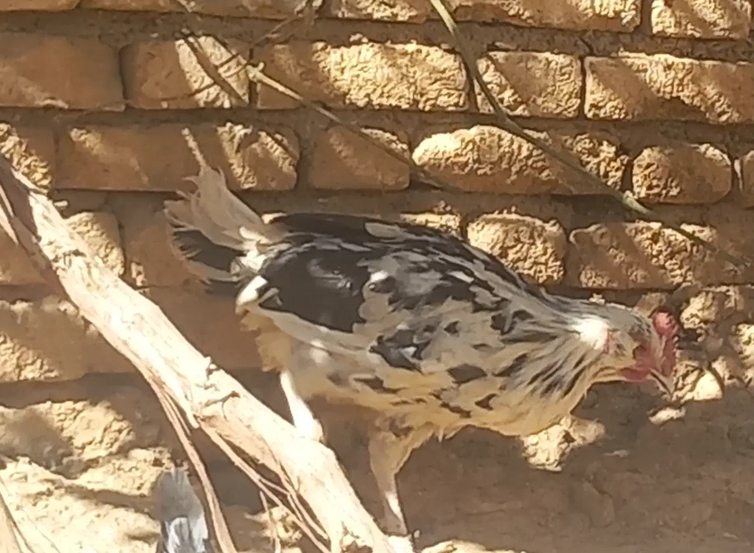 خروس|حیوانات مزرعه|لاران, |دیوار