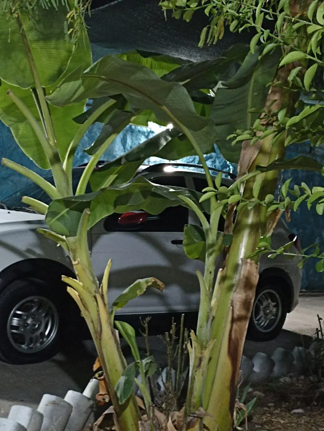 نهال موز|گل و گیاه طبیعی|دوگنبدان, |دیوار