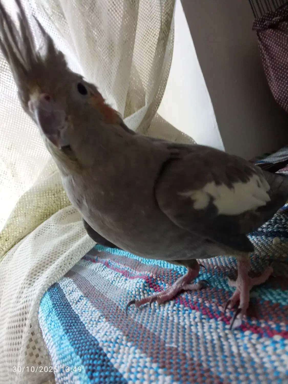 یک جفت عروس هلند سالم نر ماده|پرنده|شبستر, |دیوار