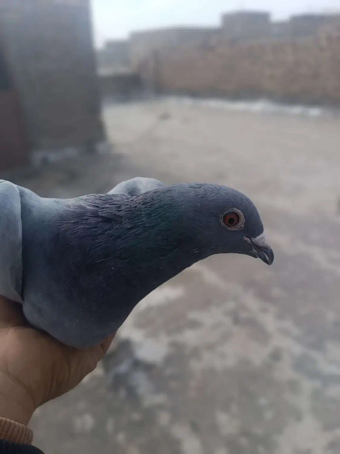 دوتا نر|پرنده|زابل, |دیوار