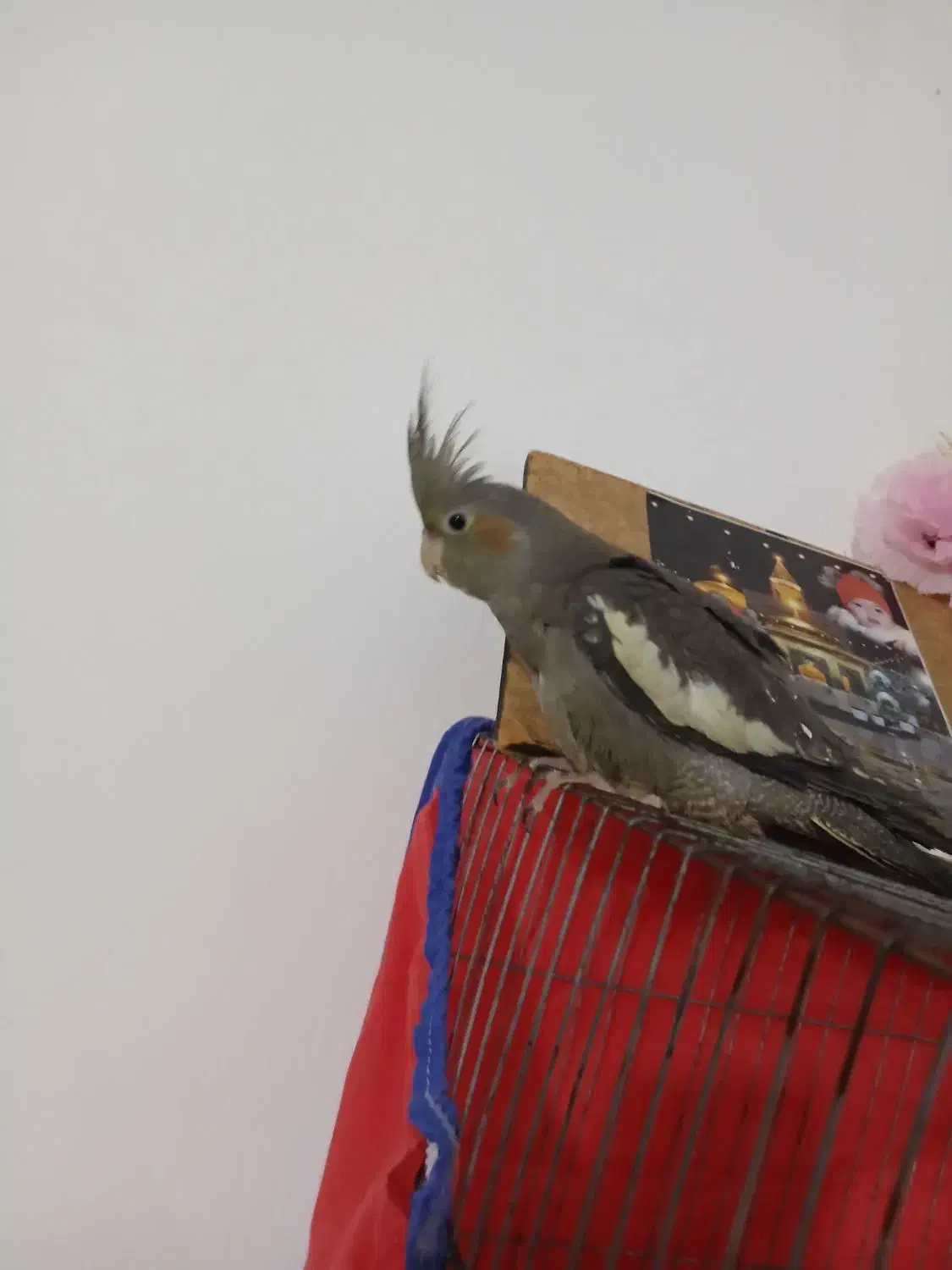 یک عدد عروس نر|پرنده|پیشوا, |دیوار