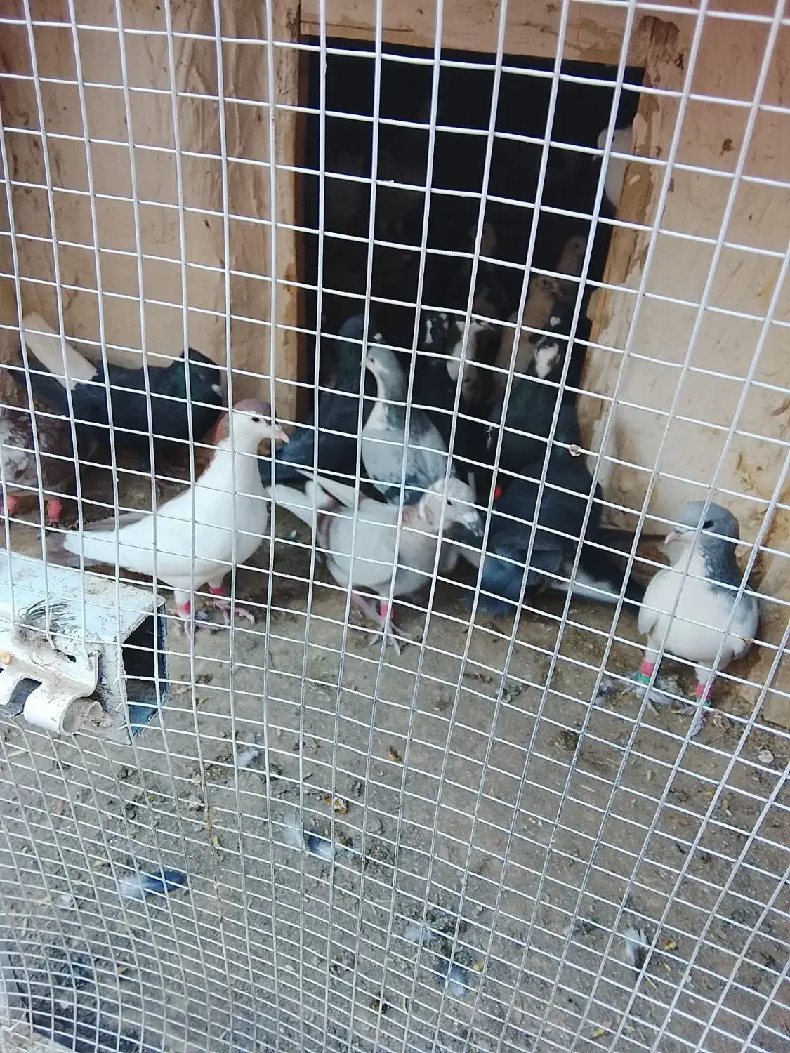 برنده|پرنده|زاوه, |دیوار