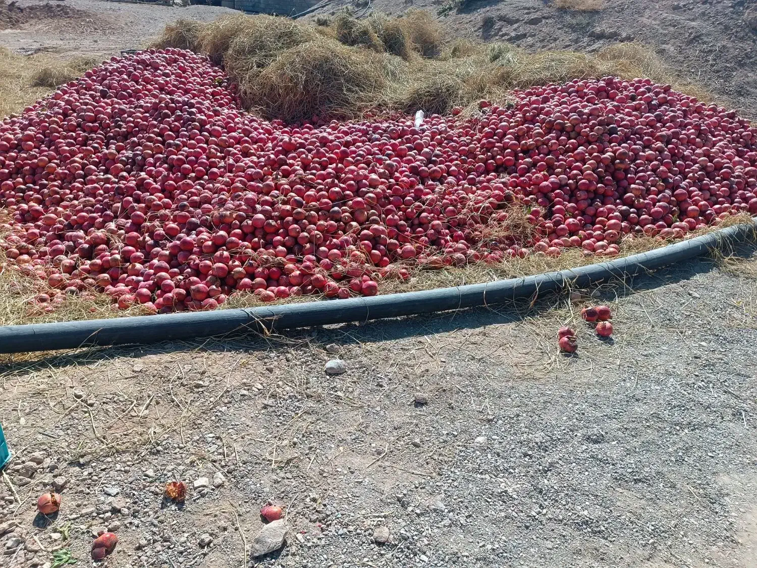 انار  رباب|خوردنی و آشامیدنی|نی‌ریز, |دیوار