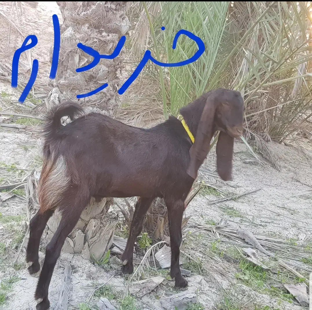 پازن هل|حیوانات مزرعه|بوشهر, |دیوار