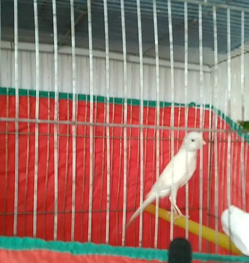 قناری ماده کشیده|پرنده|ملایر, |دیوار