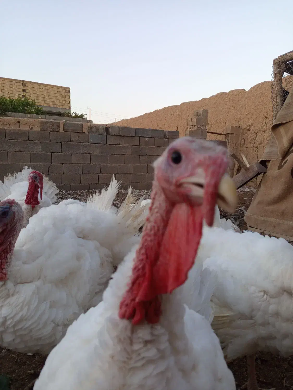 گوشت بوقلمون|خوردنی و آشامیدنی|شاهرود, |دیوار