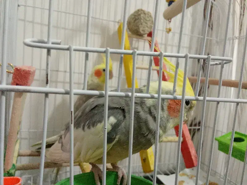 عروس هلندی|پرنده|ماکو, |دیوار