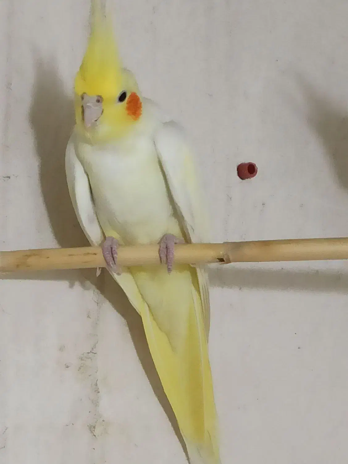 عروس هلندی|پرنده|آزادشهر, |دیوار