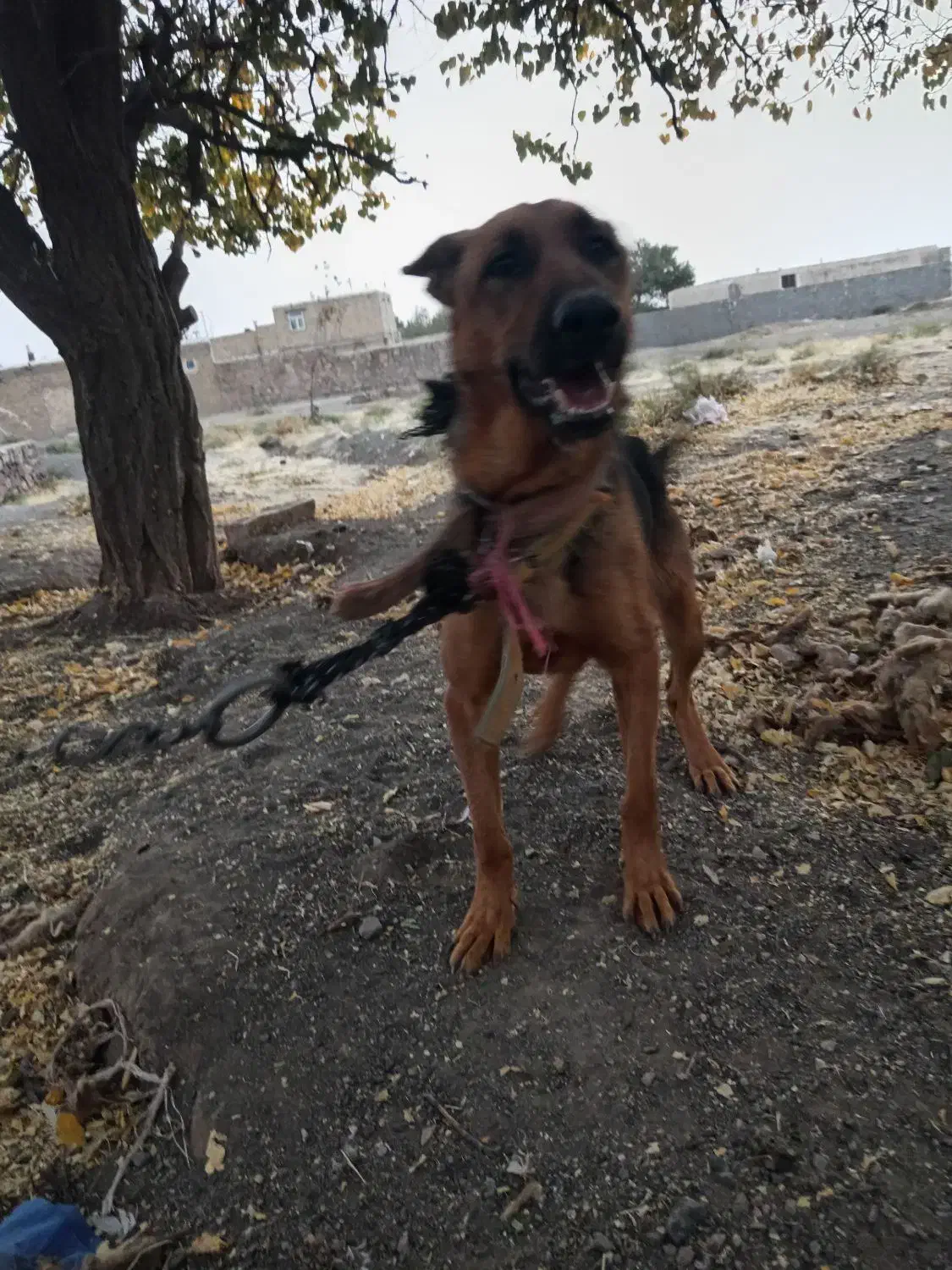 یه حیوون زرنگ و فهمیده زبون فهم|سگ|فریمان, |دیوار