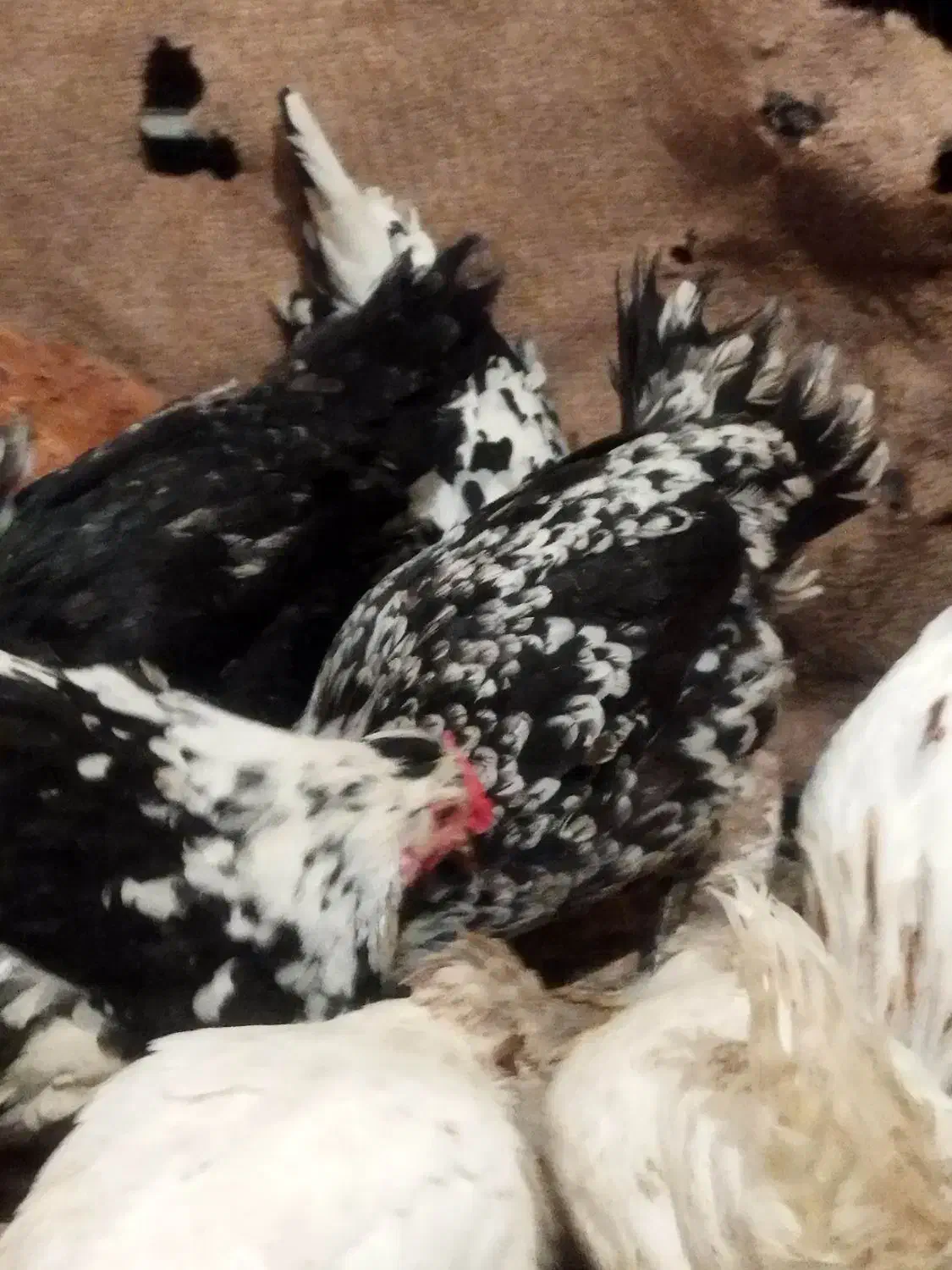 تخم نطفه دار گلین|حیوانات مزرعه|قم, بکایی|دیوار