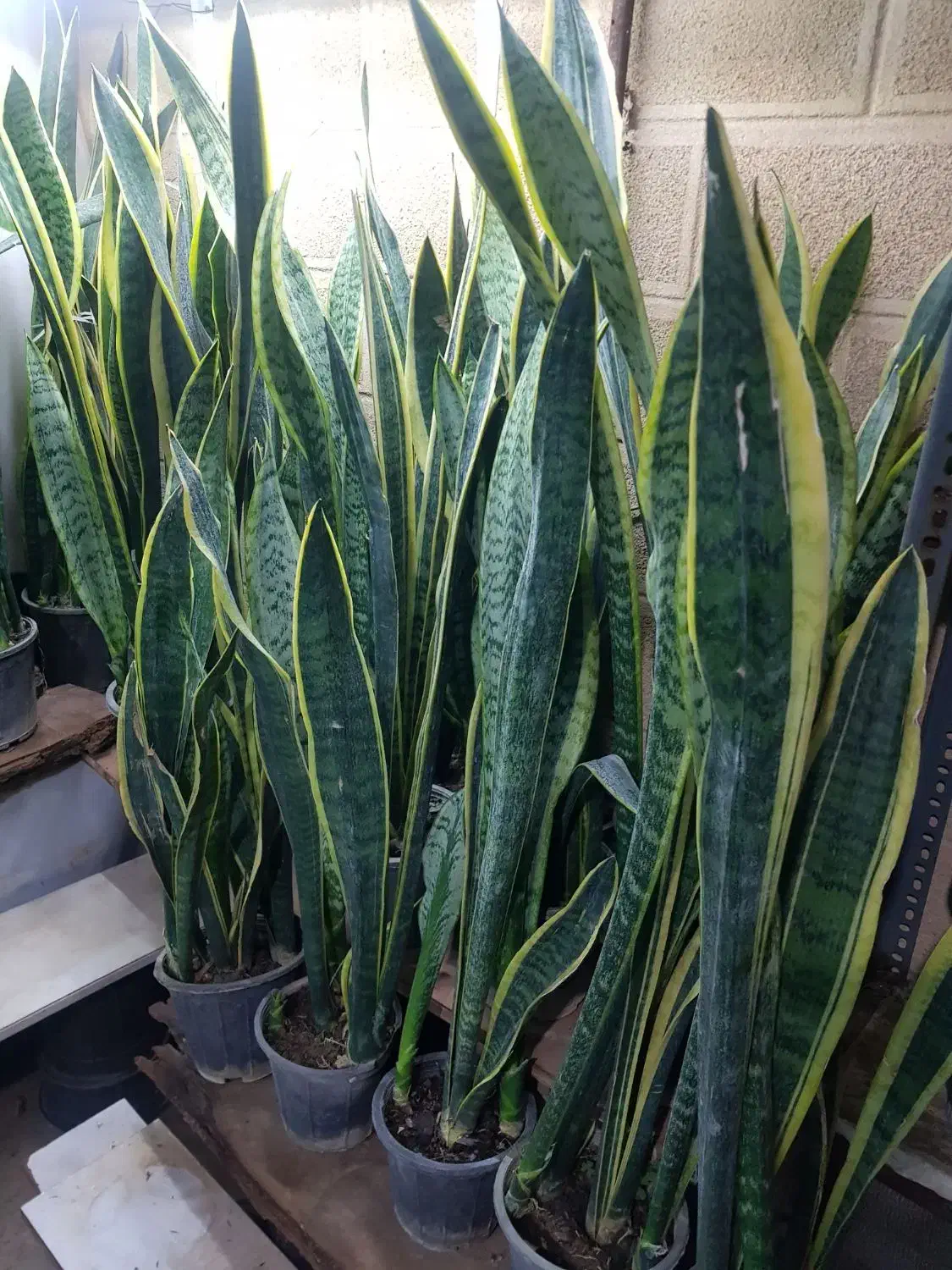 حراج گل و گیاه|حراج|همدان, |دیوار