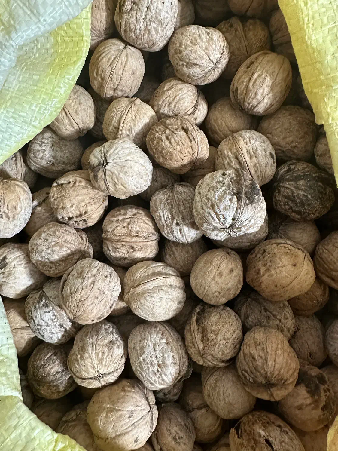 گردوی کاملا ارگانیک|خوردنی و آشامیدنی|تهران, شهرک هما|دیوار