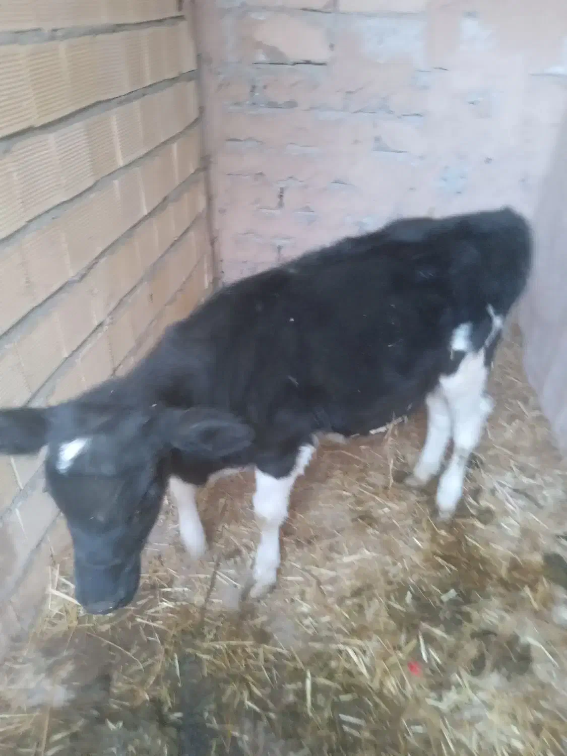 گوساله ماده ۱۳۰کیلو|حیوانات مزرعه|خمینیشهر, |دیوار