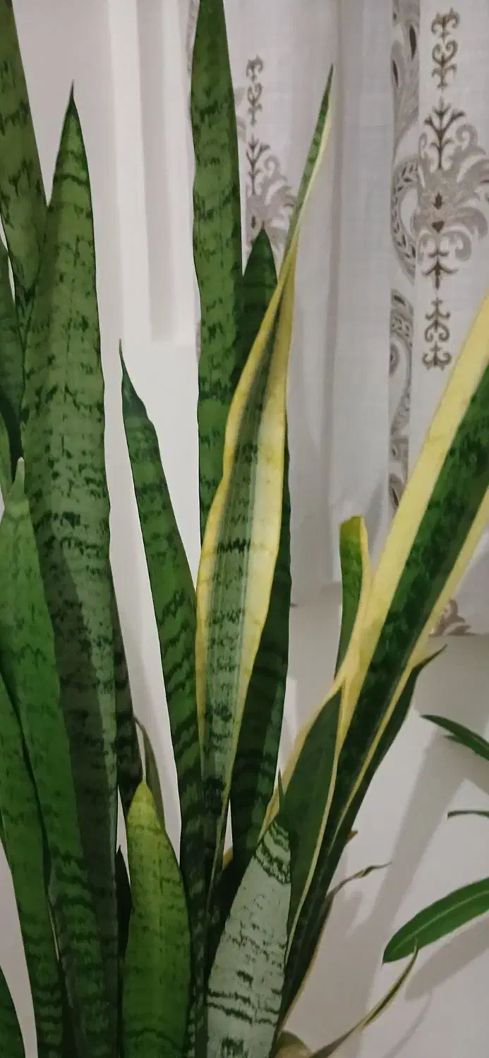 گل آپارتمانی|گل و گیاه طبیعی|فردیس, شهرک ارم|دیوار