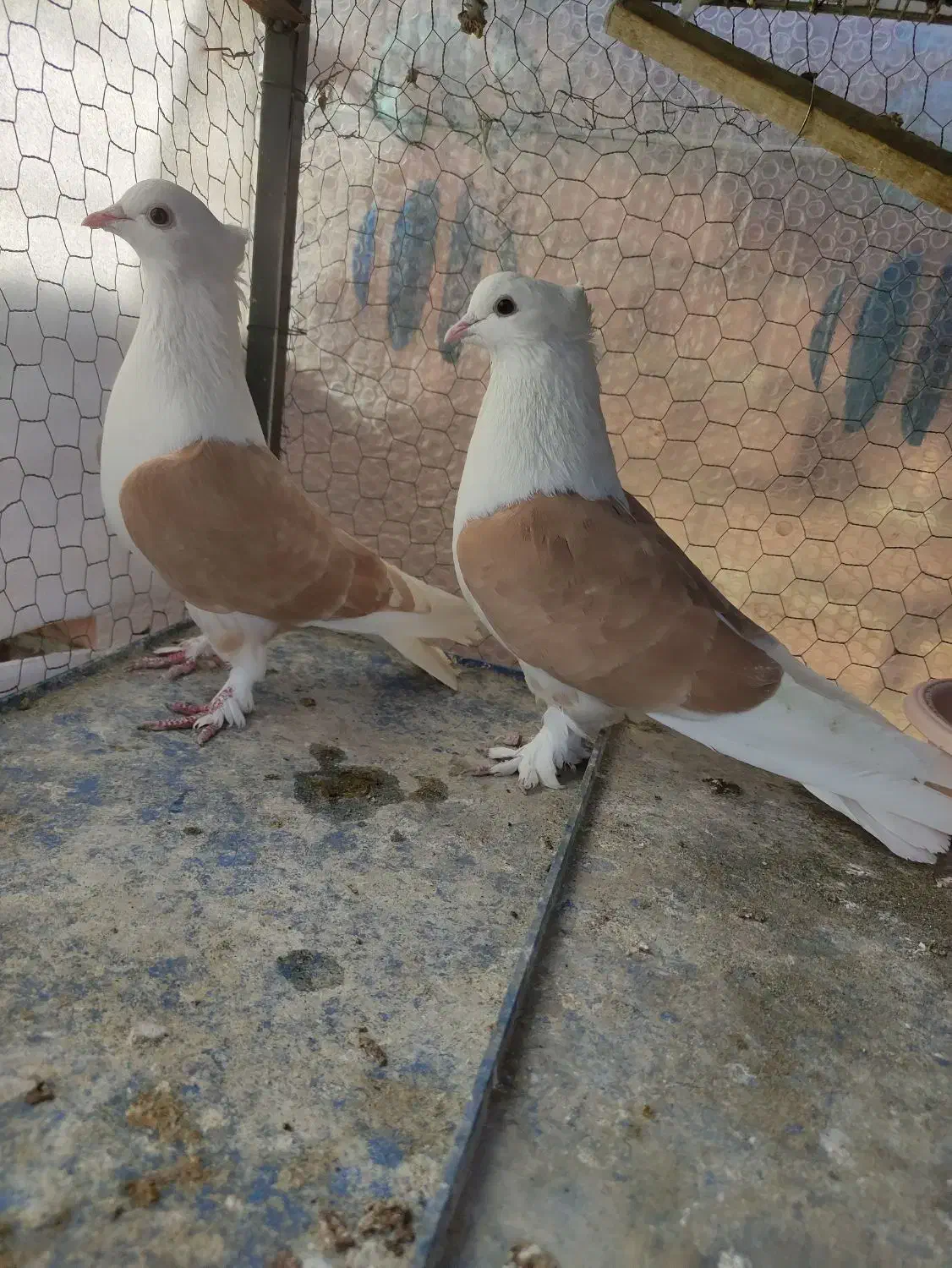 کبوتر پشتدار|پرنده|ارومیه, |دیوار