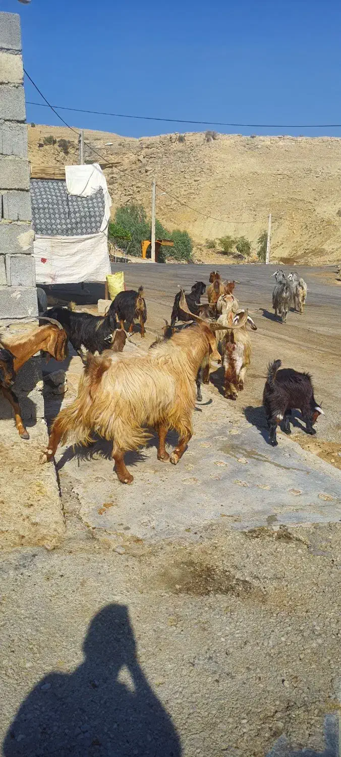 پازن درجه یک|حیوانات مزرعه|دهدشت, |دیوار