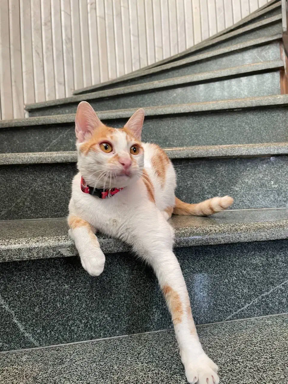 گربه نر ۱ ساله واکسن زده و عقیم شده|گربه|رشت, استقامت ۱|دیوار