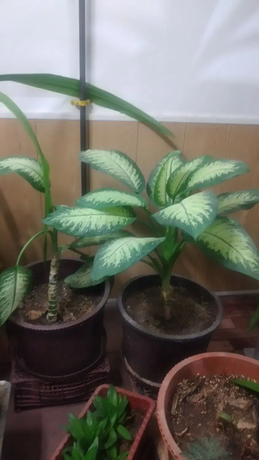 گل و گیاه|گل و گیاه طبیعی|شیراز, کوشک میدان|دیوار