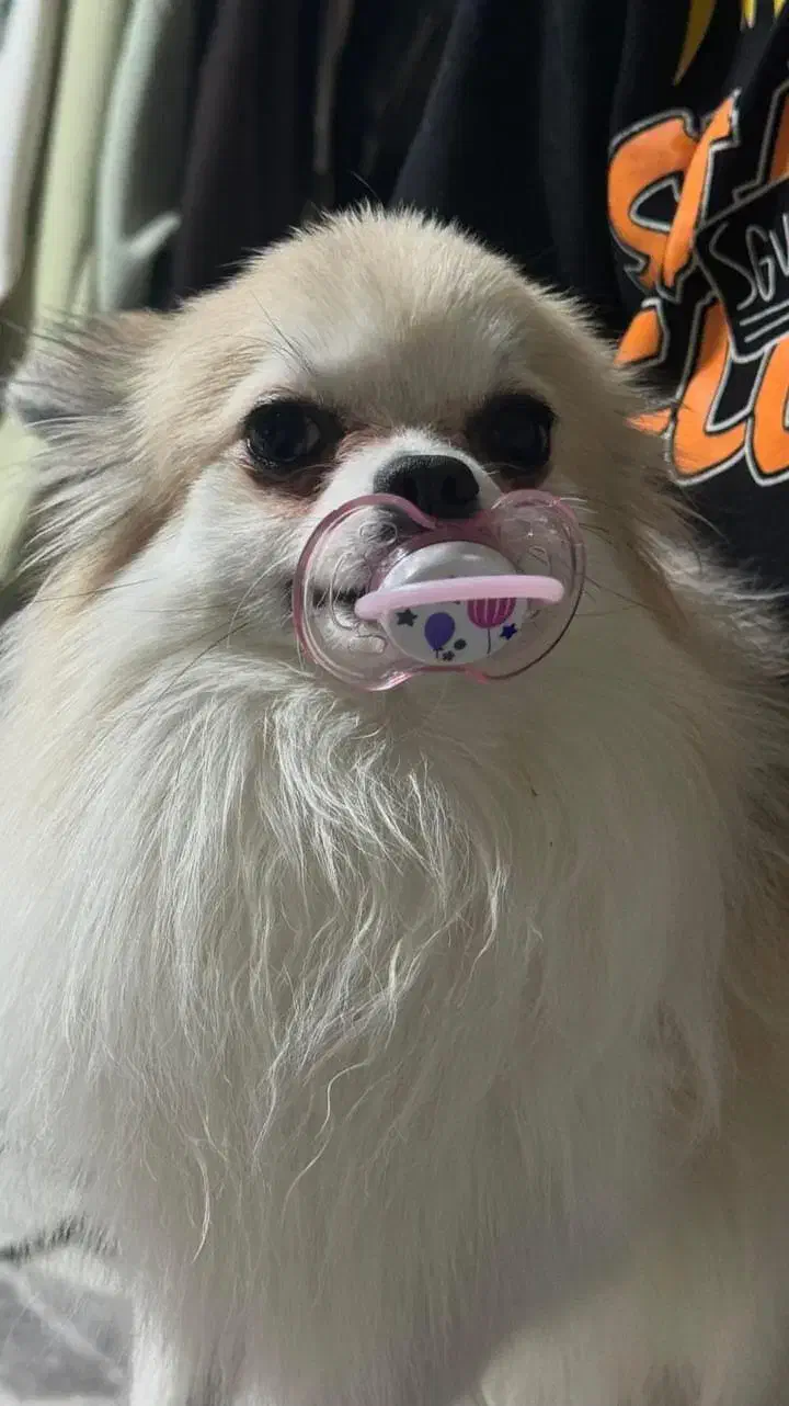 واگذاری سگ پامرین|سگ|تهران, مشیریه|دیوار