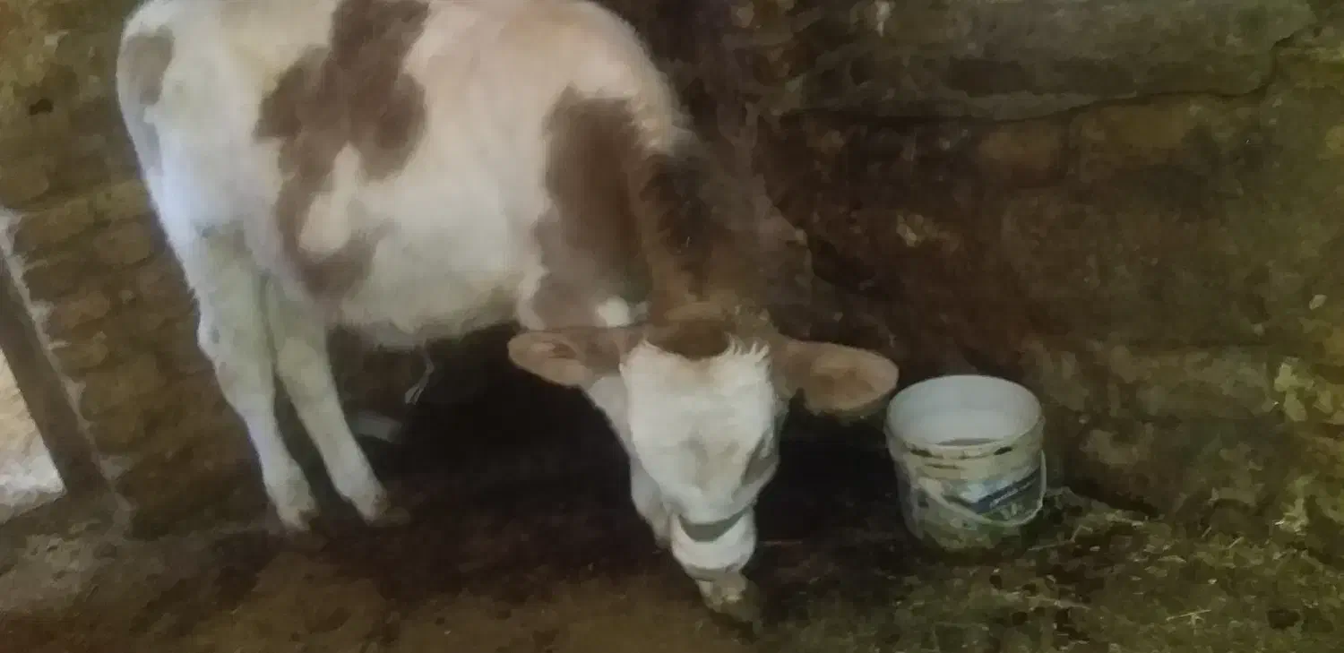 گوساله نر|حیوانات مزرعه|شازند, |دیوار