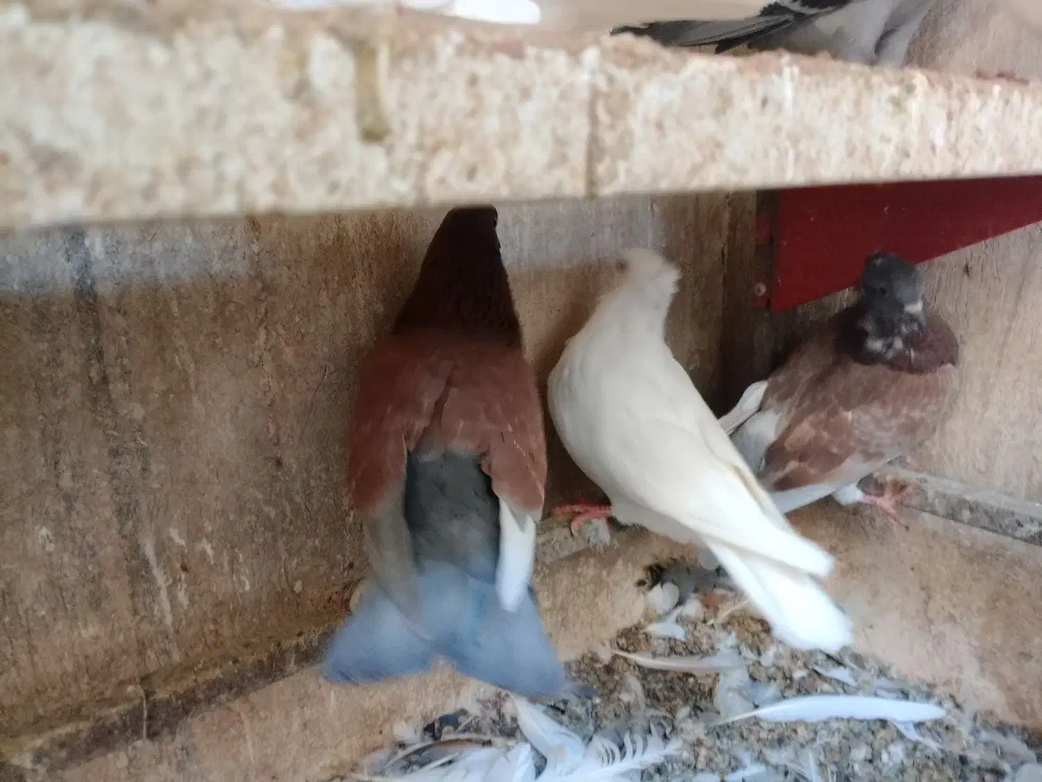 کبوتر ساتن کفتر سینه فر نوک کوچیک|پرنده|مشهد, عبادی|دیوار