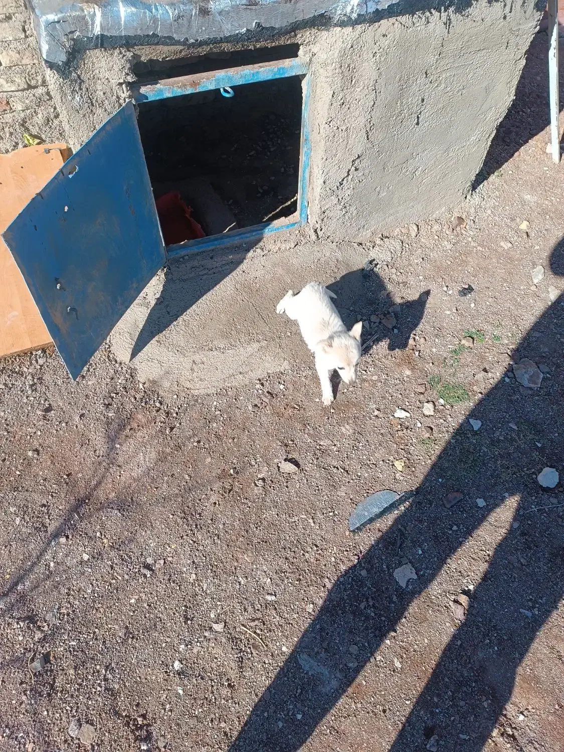 بیستی‌۴ماه|سگ|اهر, |دیوار