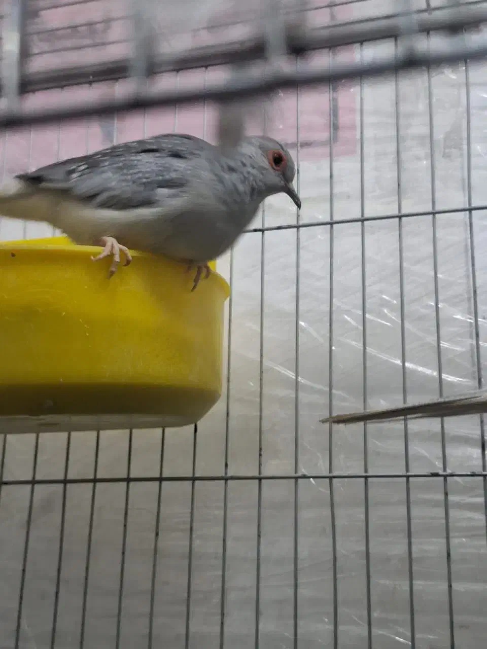 فنچ طوطی سهره|پرنده|تهران, تهرانسر شرقی|دیوار