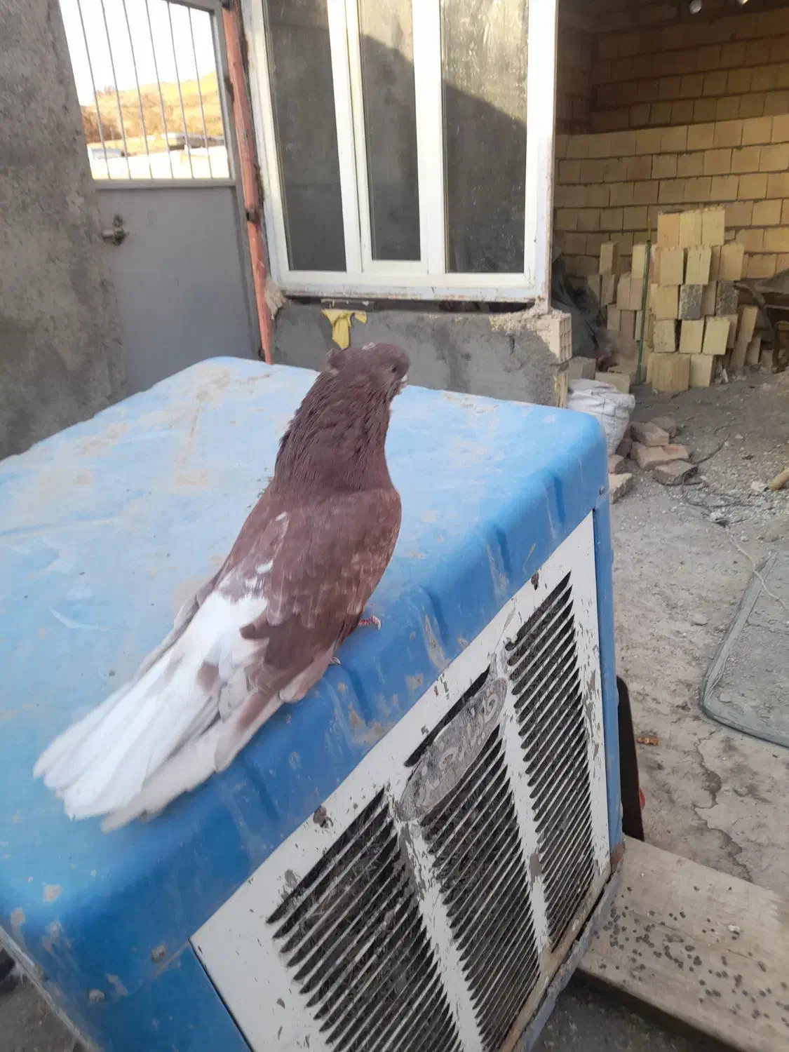 قنار نر|پرنده|هشترود, |دیوار