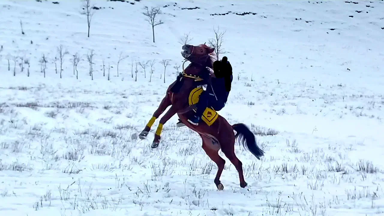 اسب|اسب و تجهیزات اسب‌سواری|گرمی, |دیوار