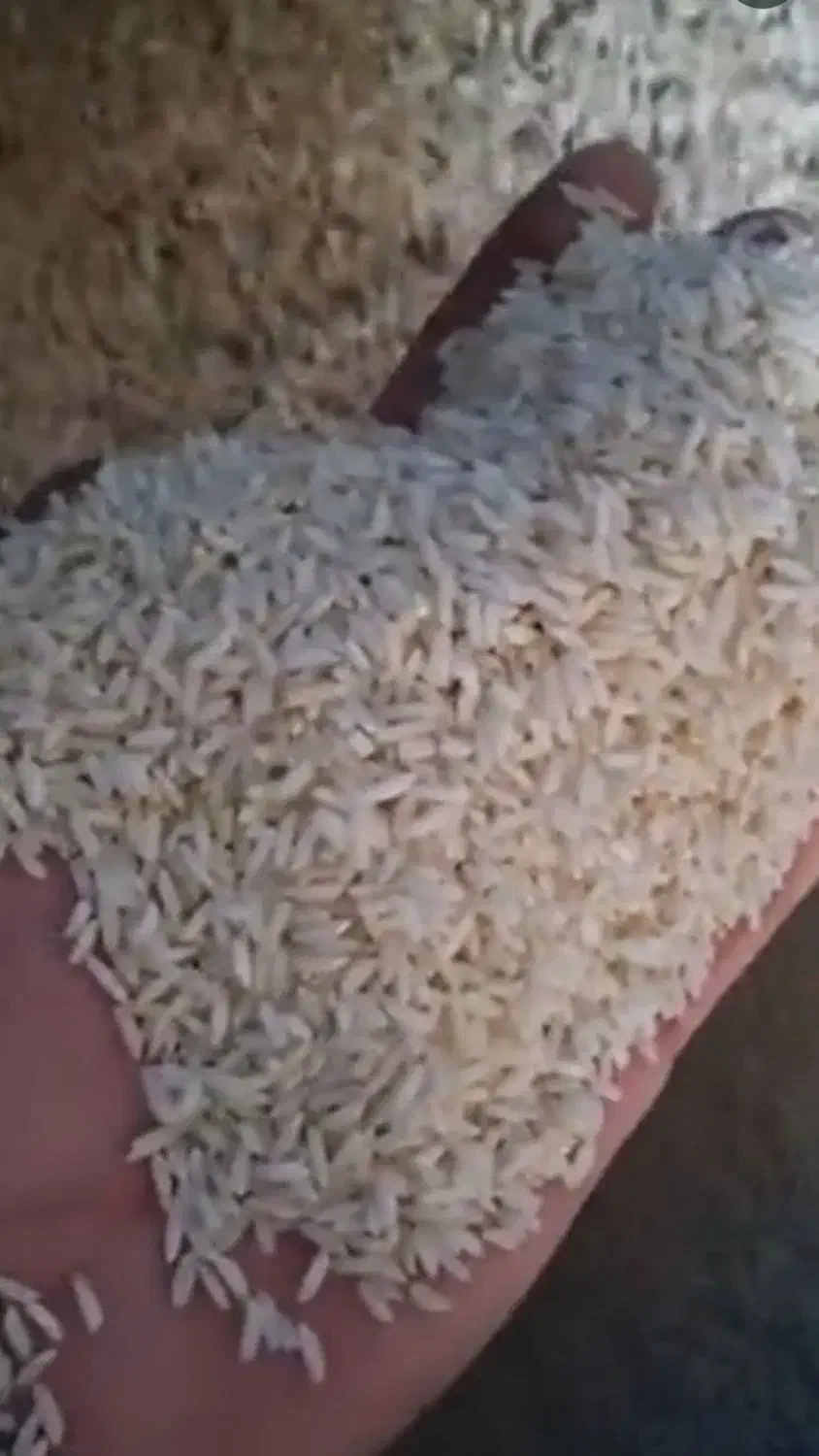 برنج دورود  در شهر مهاجران|عمده‌فروشی|مهاجران, |دیوار