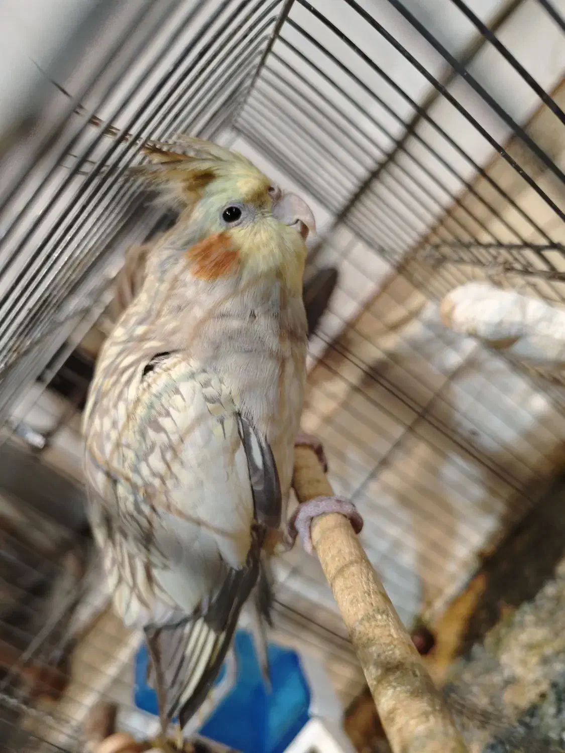 عروس هلندی ماده دون خور آماده برای دستی شدن|پرنده|تهران, منیریه|دیوار