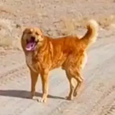 سگ گله خراسانی|حیوانات مزرعه|کوهسرخ, |دیوار