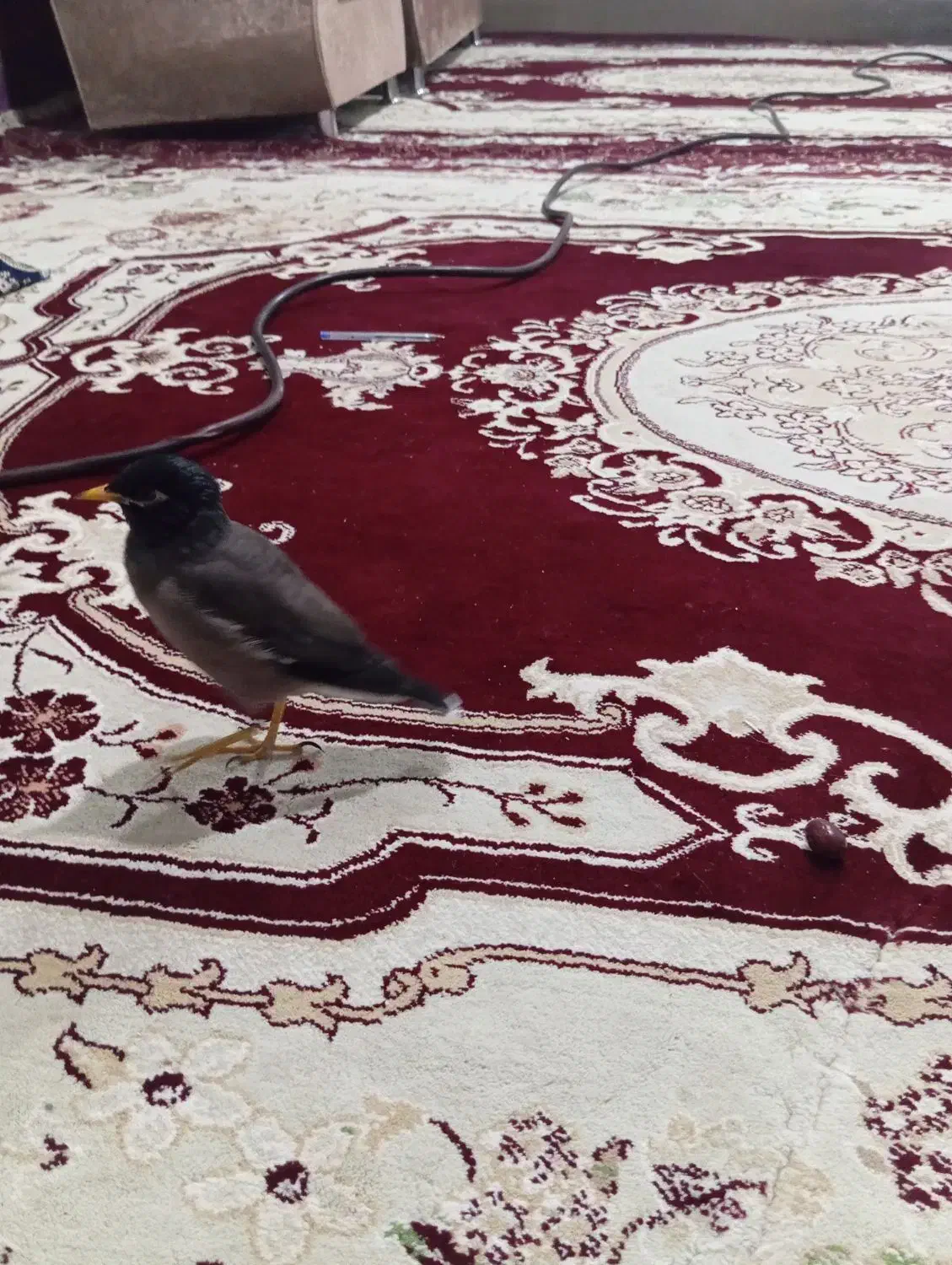 مرغ مینا|پرنده|تایباد, |دیوار